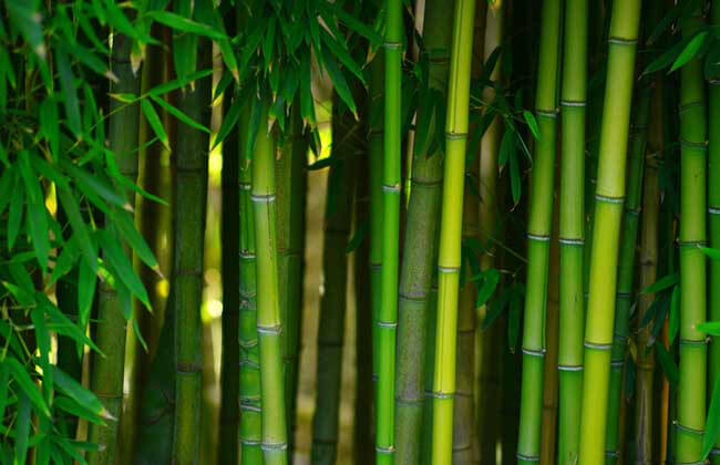 What are the greztest benefits of Bamboo Fiber?